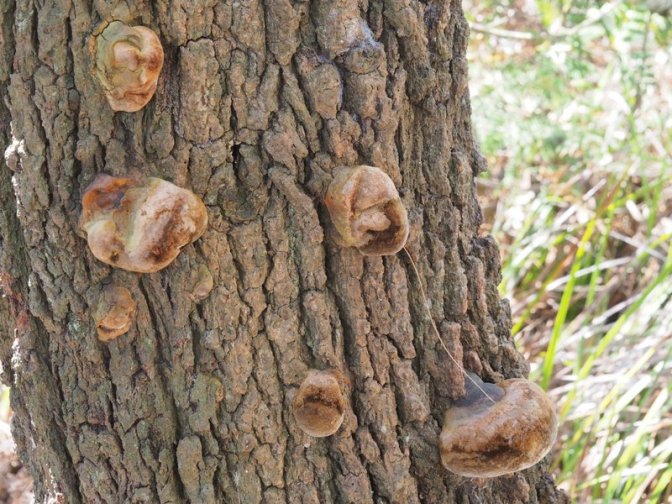 Tree Fungus