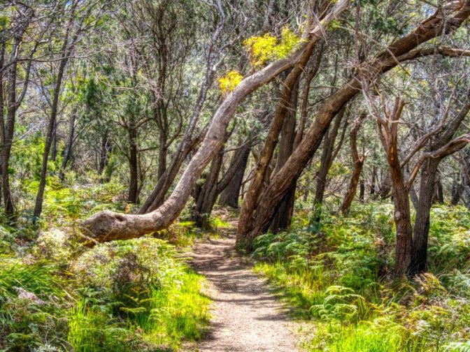 Bridport Wildflower Walk