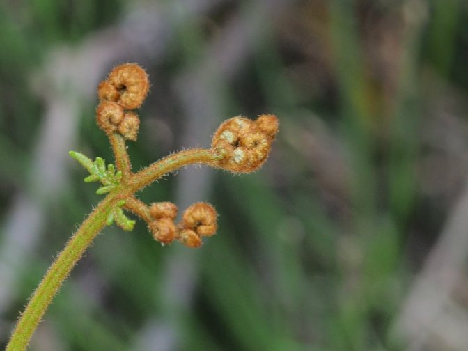 Young Ferns
