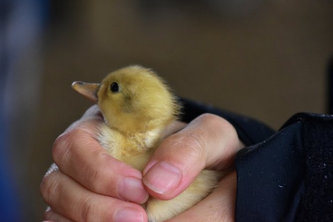 Day old Chick