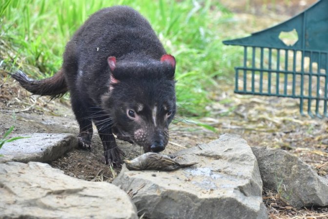 Tasmanian Devils can hypnotise small birds