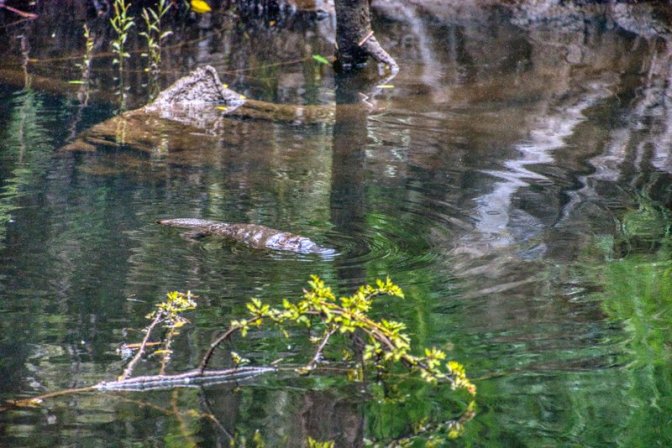 The rarely seen Platypus in the wild