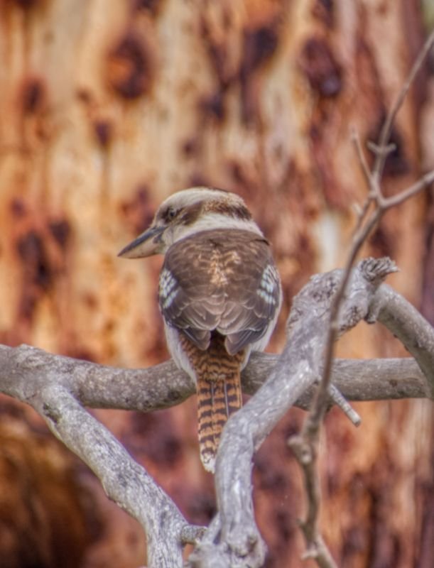 Beautiful plumage the Australian Kookaburra