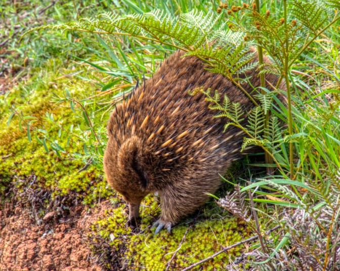Echidna digging for grubs
