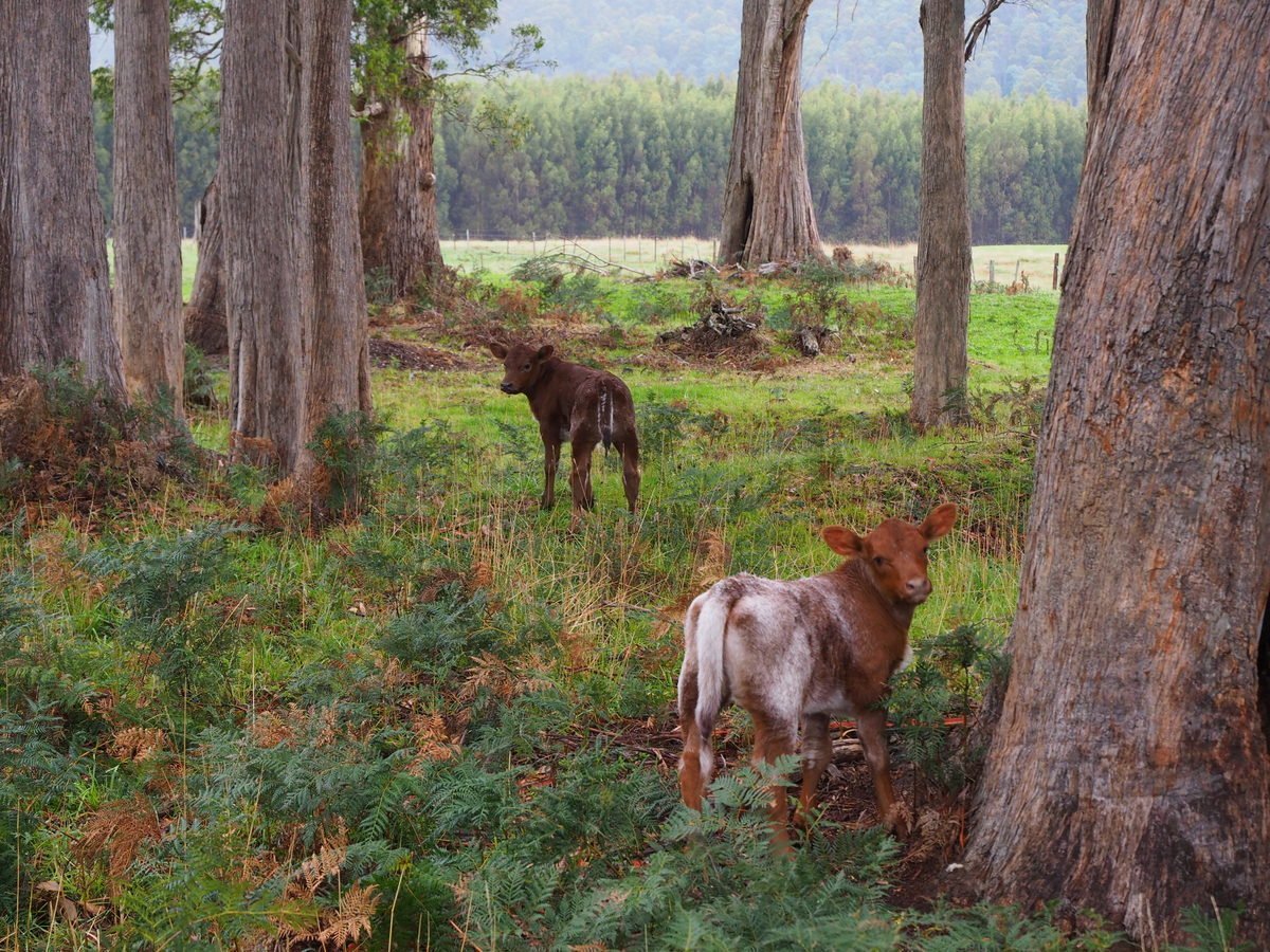 Mole Creek, Tasmania