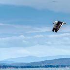 Huonville and Dodges Ferry